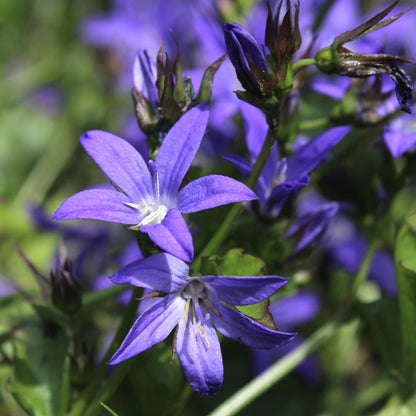Campanula poscharskyana Winterharte Bodendecker Staude Ø9cm 6 Stück