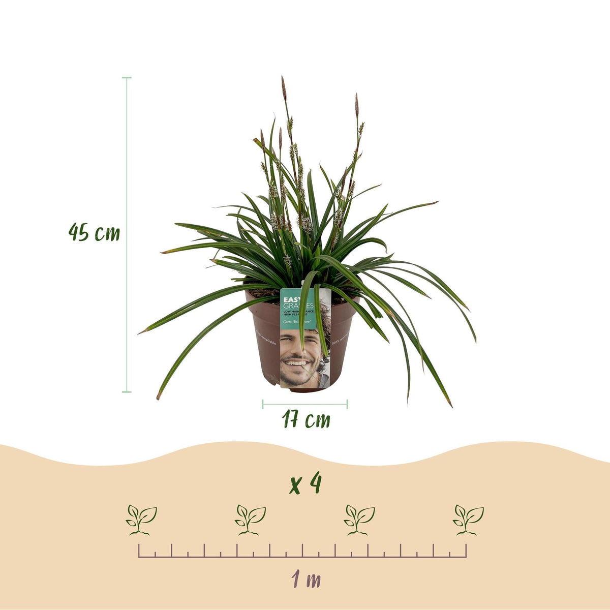Grünblättrige Segge - Ziergras - Carex morrowii Irish Green - Grün & Gelb - 2 Pflanzen - Immergrün - Pflegeleicht - Topf 17cm Höhe 50cm 