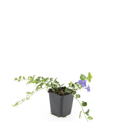 Vinca minor 'Ralph Shugert' – Immergrüner Bodendecker – 24 Pflanzen – Lavendelfarbene Blüten – 10–25 cm – Ø9 cm 