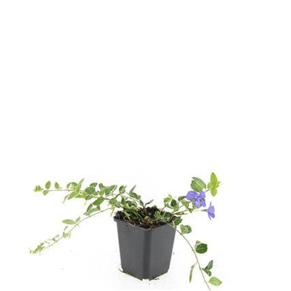 Vinca minor 'Ralph Shugert' – Immergrüner Bodendecker – 24 Pflanzen – Lavendelfarbene Blüten – 10–25 cm – Ø9 cm 