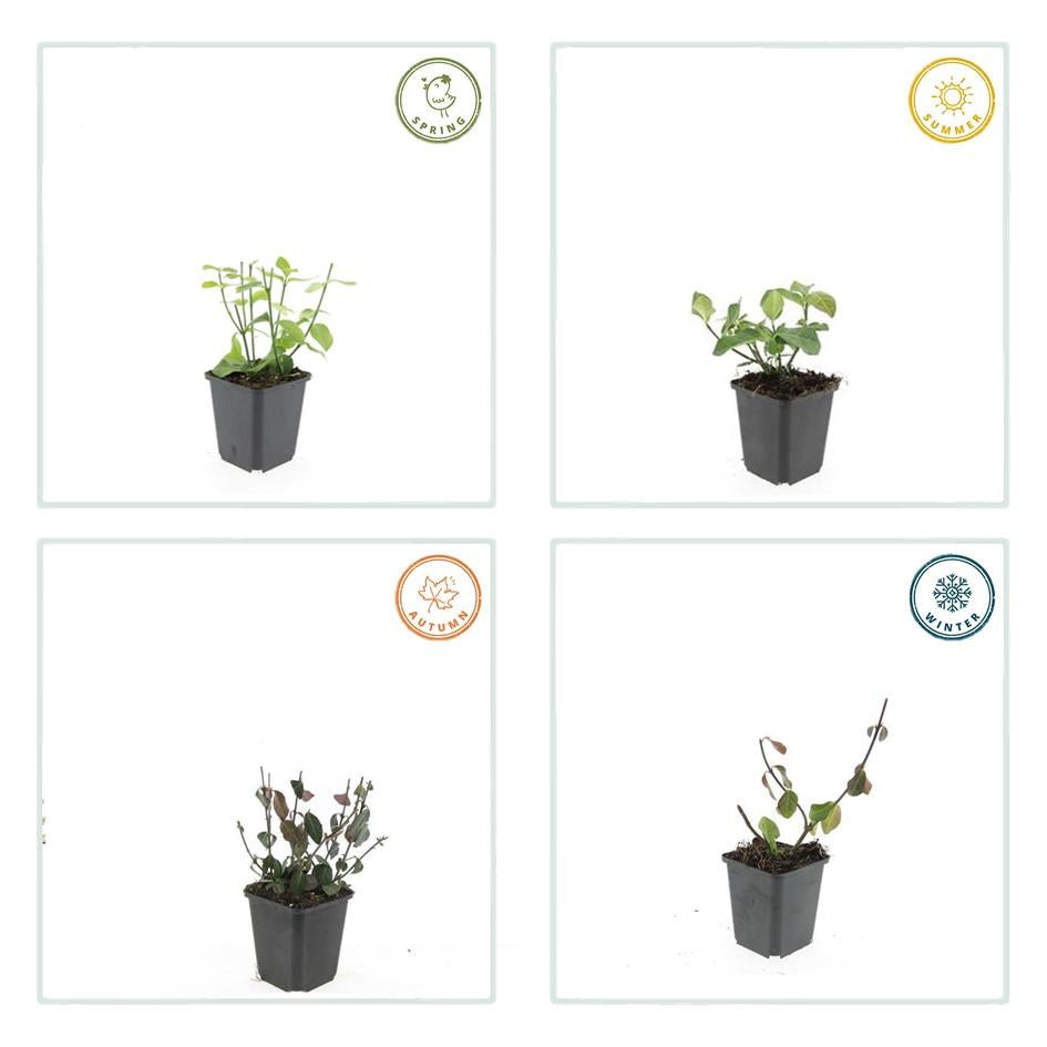 Spindelstrauch – Euonymus fortunei 'Dart's Blanket' – ↕10-25 cm – Ø9 cm – 6 Pflanzen – Bodendecker – Schattentolerant – Winterhart – Pflegeleicht 