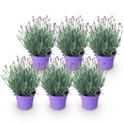 Green boutiQ - Gartenpflanze - Lavandula angustifolia Munstead - Lavendel - Winterhart - Lila - 6 Pflanzen - Topf 12cm - Höhe 15-25cm 