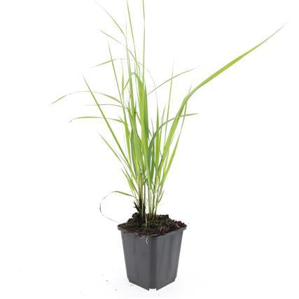 Calamagrostis acutiflora 'Karl Foerster' – 24 Pflanzen – ↕10-25cm – Ø9cm – Winterhartes Ziergras – Aufrechter Wuchs – Goldgelbe Blüten – Pflegeleicht & Strukturgebend 