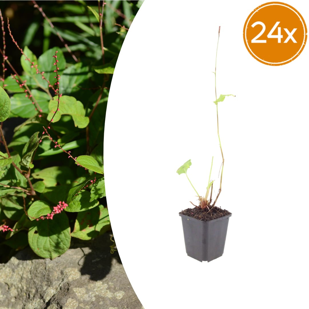 Persicaria amplexicaulis Speciosa Winterharte Staude Ø9cm 24 Stück