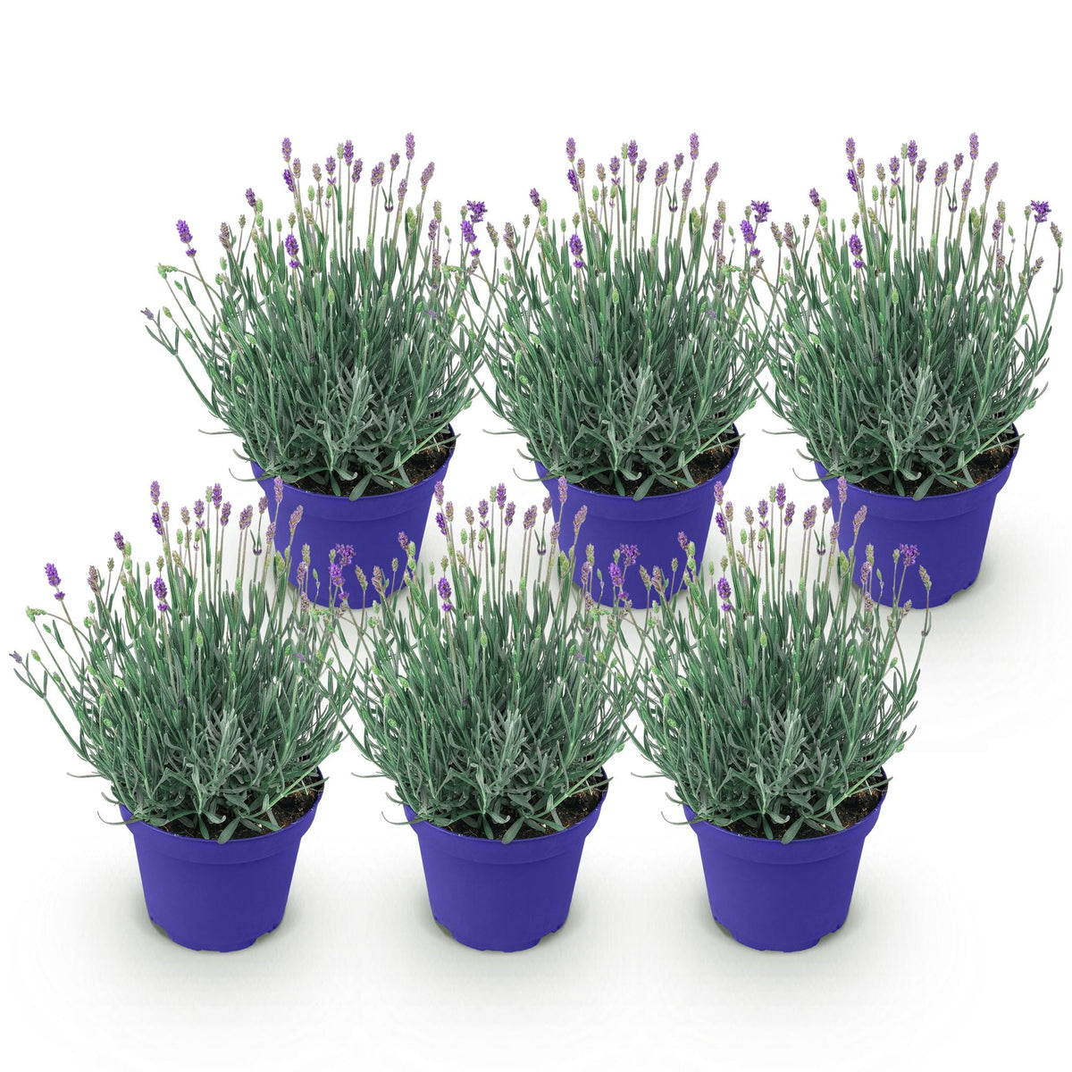 Green boutiQ - Gartenpflanze - Lavandula angustifolia Hidcote - Lavendel - Winterhart - Lila - 6 Pflanzen - Topf 12cm - Höhe 15-25cm 