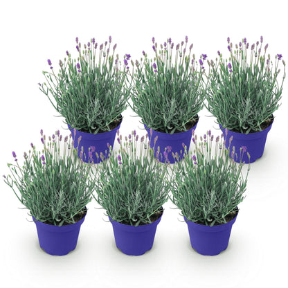 Green boutiQ - Gartenpflanze - Lavandula angustifolia Hidcote - Lavendel - Winterhart - Lila - 6 Pflanzen - Topf 12cm - Höhe 15-25cm 