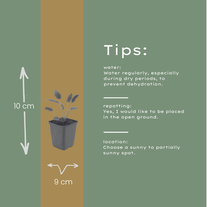 Sanguisorba officinalis Tanna – 6 Pflanzen – Ø9cm – Höhe 10-25cm – Winterharte Staude – Dunkelrote Blütenähren – Für Beet, Naturgarten & Präriegarten - Oasis of Life