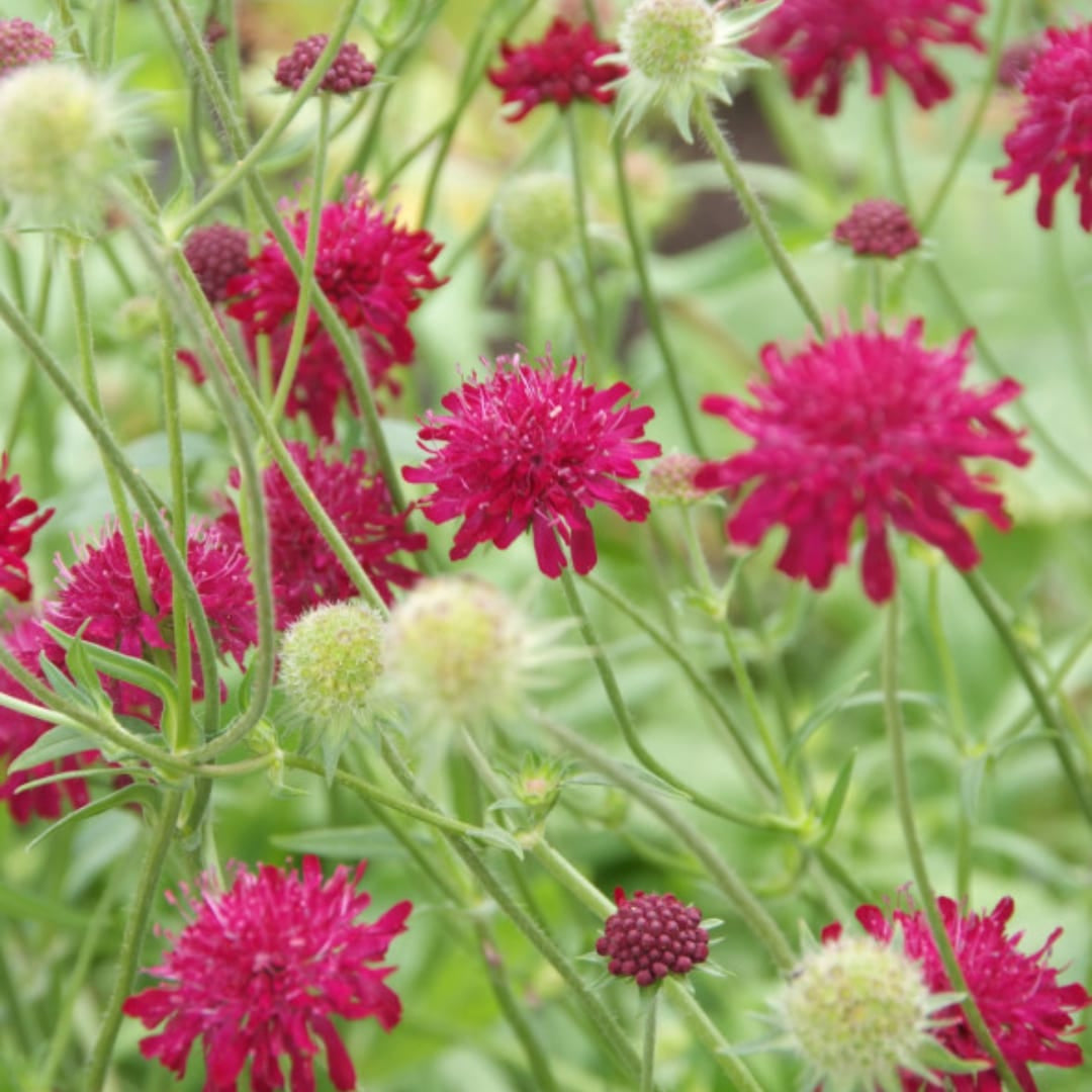 Knautia macedonica Winterharte Staude Ø9cm 6 Stück