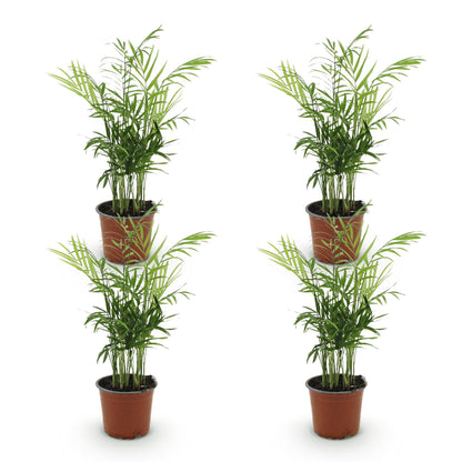 Green boutiQ - Zimmerpflanze - Chamaedorea elegans - Goldpalme - Haustierfreundlich - Grün - 4 Pflanzen - Topf 12cm - Höhe 35-40cm 