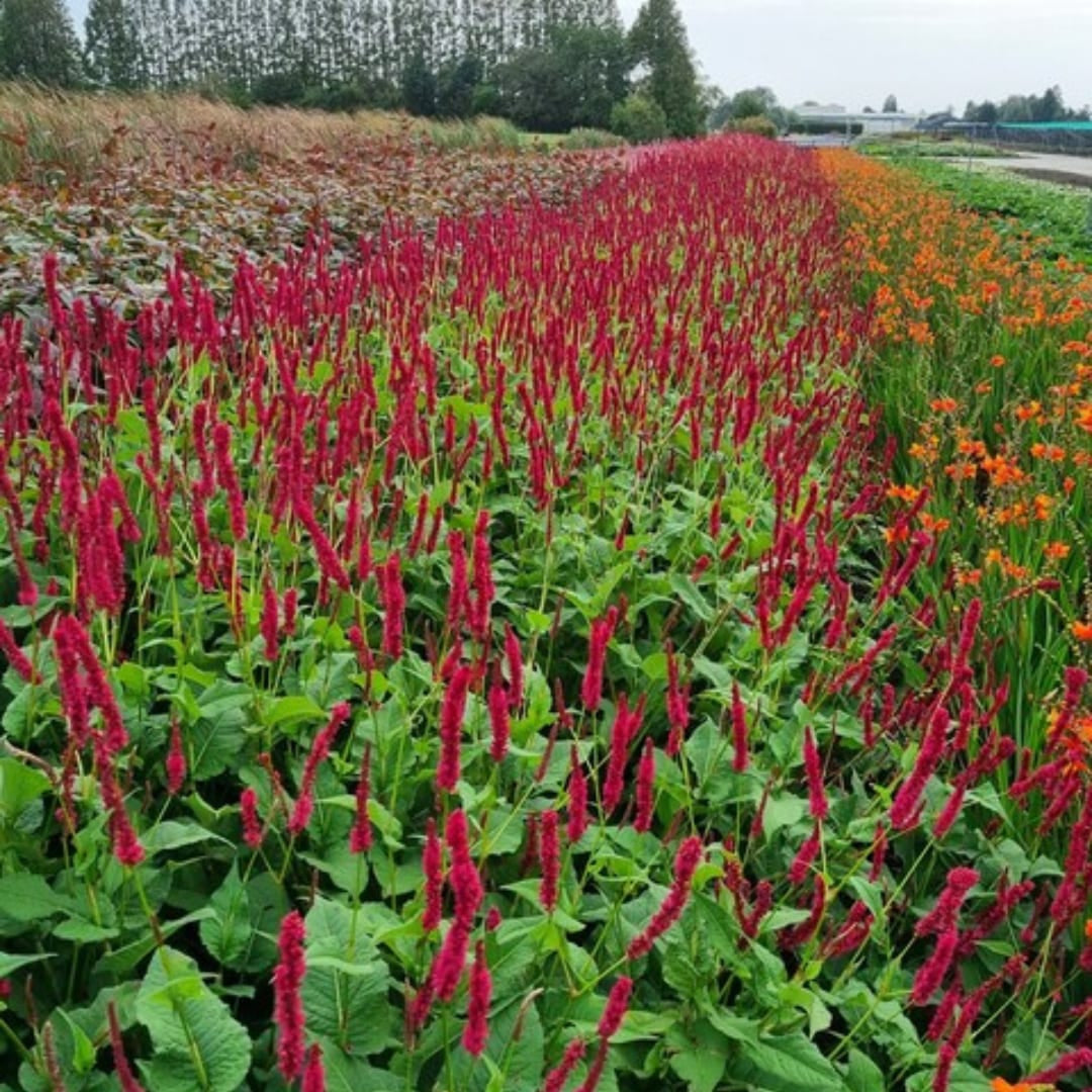 Persicaria amplexicaulis Blackfield Winterharte Staude Ø9cm 6 Stück