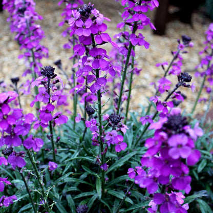 Erysimum Bowles Mauve – Goldlack Staude – 10-25cm – Ø9cm – Langblühende Gartenpflanze für Sonne