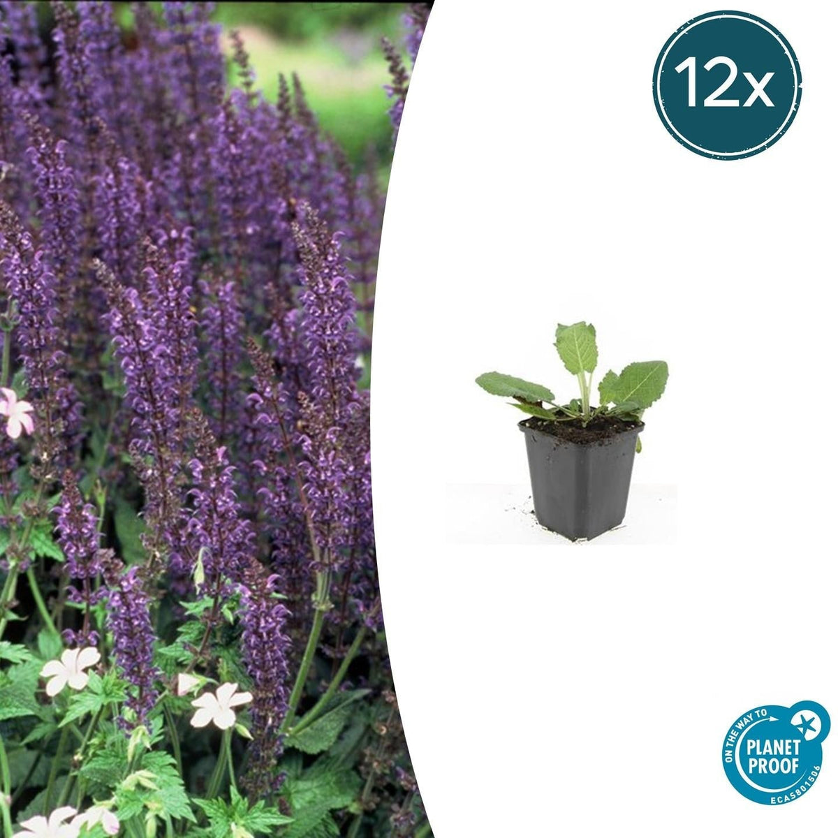 Blüten-Salbei Salvia nemorosa 'Mainacht' – ↕10-25cm – Ø9cm – 12 Pflanzen – Bienenfreundlich – Blau – Pflegeleicht – Sonniger Standort 