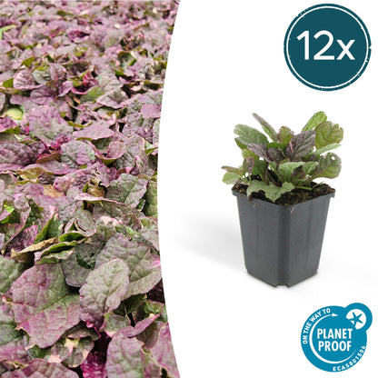 Kriechender Günsel Ajuga reptans 'Burgundy Glow' – ↕10-25cm – Ø9cm – 12 Pflanzen – Bienenfreundlicher Bodendecker – Winterhart & pflegeleicht 