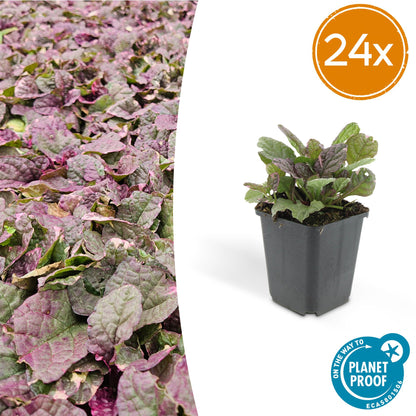 Ajuga reptans 'Burgundy Glow' – 24 Pflanzen – ↕10-25cm – Ø9cm – Kriechender Günsel – Bunter Bodendecker mit blauen Blüten – Pflegeleicht & winterhart – Für Schatten & Halbschatten 