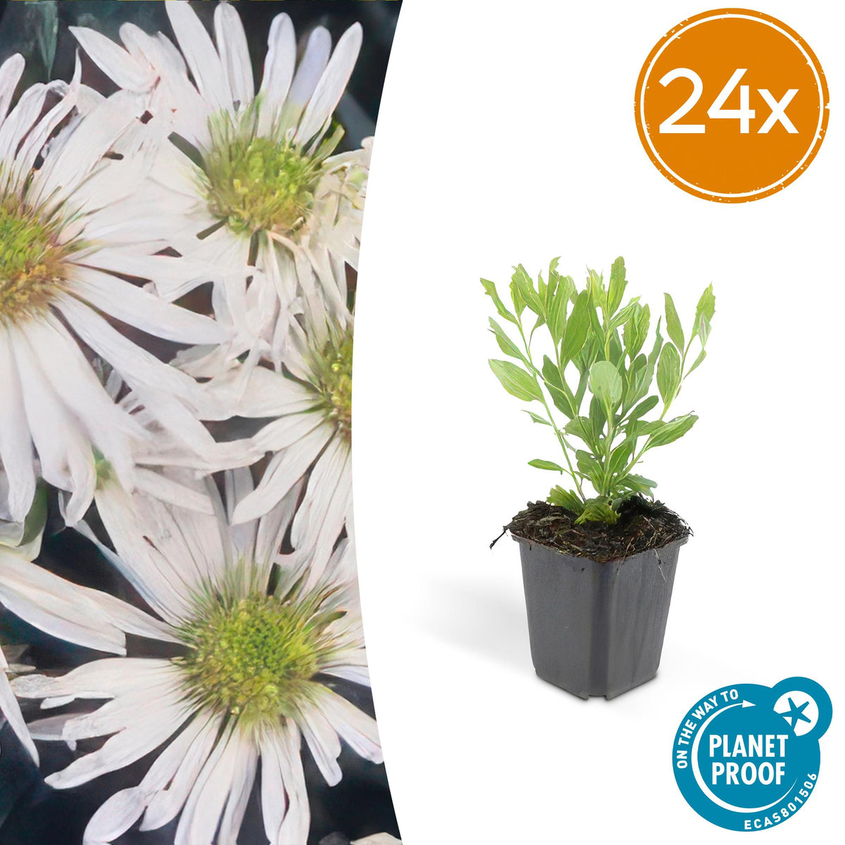 Aster ageratoides 'Ashvi' –  24 Pflanzen – weiße Herbstaster – blühfreudig – Ø9cm – ↕10–25cm – pflegeleicht – winterhart – Sonnengarten 