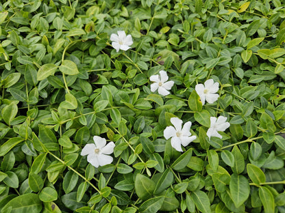 Kleines Immergrün Vinca minor 'Gertrude Jekyll' – ↕10-25cm – Ø9cm – 6 Pflanzen – Weiße Blüten – Immergrüner Bodendecker – Schattentauglich & pflegeleicht 