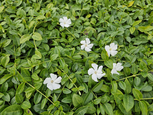 Kleines Immergrün Vinca minor 'Gertrude Jekyll' – ↕10-25cm – Ø9cm – 6 Pflanzen – Weiße Blüten – Immergrüner Bodendecker – Schattentauglich & pflegeleicht 