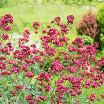 Centranthus ruber Coccineus Winterharte Staude für sonnige Standorte Ø9cm 6 Stück