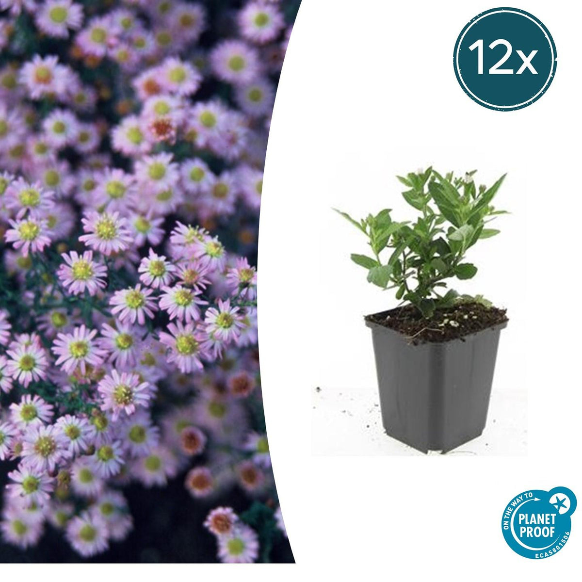 Wild-Aster Aster ageratoides 'Stardust' – ↕10-25cm – Ø9cm – 12 Pflanzen – Weiße Herbstblüten – Bienenfreundlich – Pflegeleicht 
