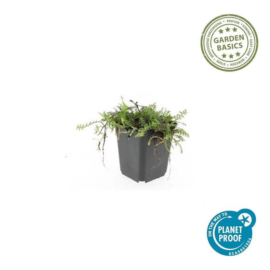 Fiederpolster Leptinella squalida – ↕10-25cm – Ø9cm – 12 Pflanzen – Immergrüner Bodendecker, Farnartige Blätter, Schattentauglich, Pflegeleicht 