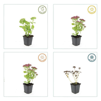 Hohes-Fettblatt Sedum 'Herbstfreude' – ↕10-25cm – Ø9cm – 6 Pflanzen – Winterhart – Trockenheitstolerant – Bienenfreundlich – Spätsommerblüte 