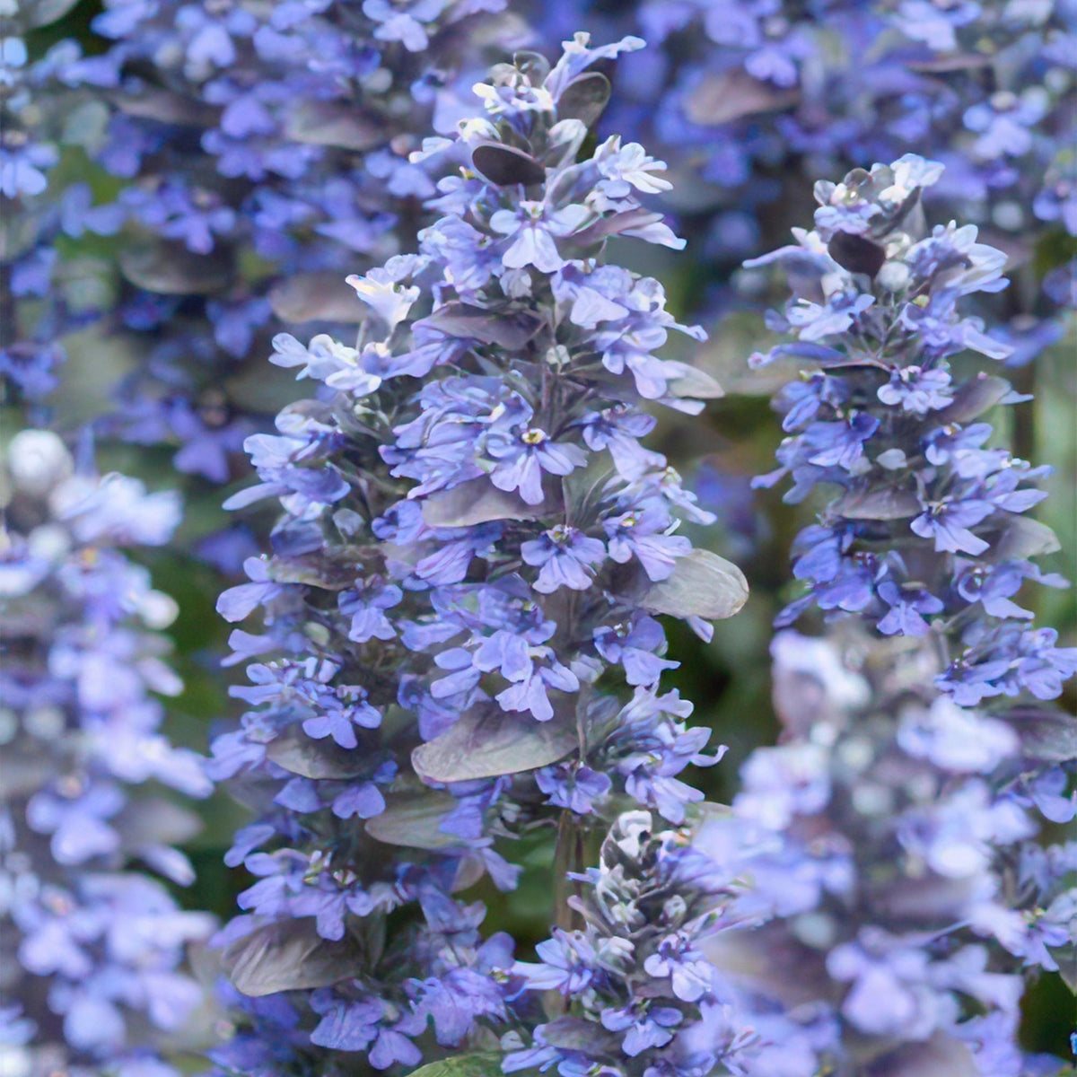 Kriechender Günsel Ajuga reptans 'Burgundy Glow' – ↕10-25cm – Ø9cm – 6 Pflanzen – Bodendecker – Halbschatten & Schatten – Pflegeleicht 