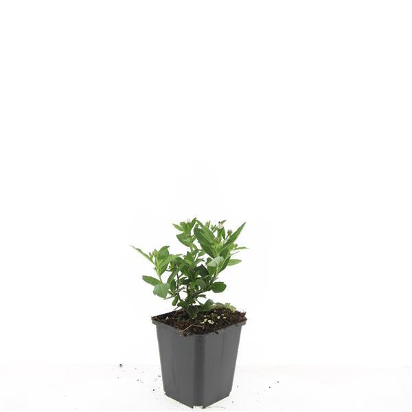 Aster ageratoides 'Stardust' – 24 Pflanzen – ↕10-25cm – Ø9cm – Herbstaster – Weiße Blüten – Sonne & Halbschatten – Pflegeleicht – Beete & Container 