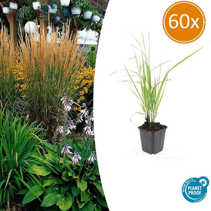 Sandrohr – Calamagrostis acutiflora 'Karl Foerster' – ↑10-25cm – Ø9cm – 60 Pflanzen – Winterhartes Ziergras, Aufrechter Wuchs, Goldgelbe Blüten, Pflegeleicht 