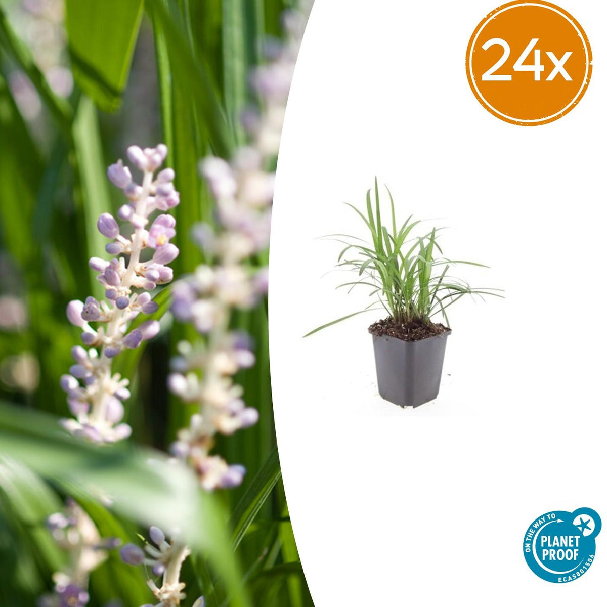 Glöckchentraube Liriope muscari 'Moneymaker' – 24 Pflanzen – ↕10-25 cm – Ø9 cm – Immergrüne Bodendeckerpflanze mit violetten Blüten – Pflegeleichte Gartenstaude 