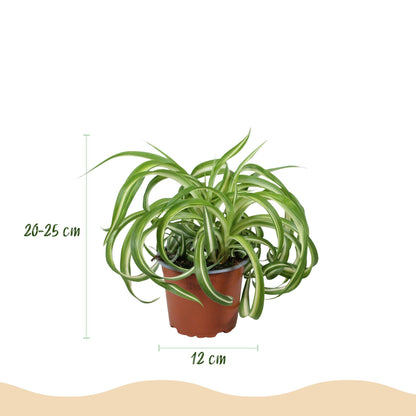Green boutiQ - Zimmerpflanze - Chlorophytum comosum Bonnie - Lockige Graslilie - Haustierfreundliche Pflanze - Grün - 2 Pflanzen - mit Korb - Topf 12cm - Höhe 20cm 