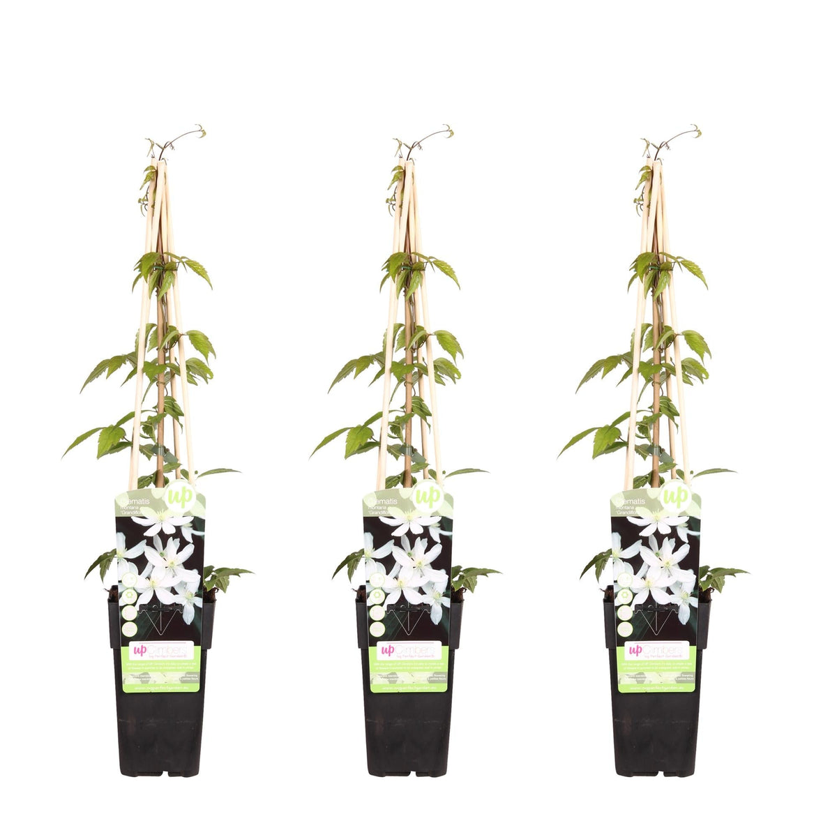 Waldrebe - Clematis Montana 'Grandiflora' – 3 Pflanzen - Winterharte Kletterpflanze – Ø15 cm Topf – Ca. 65 cm hoch – Weiße duftende Blüten – Ideal für Pergola, Zaun & Wand 