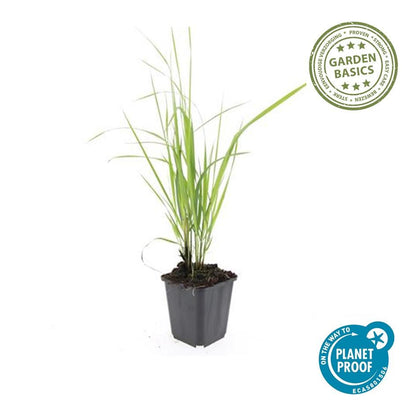 Sandrohr – Calamagrostis acutiflora 'Karl Foerster' – ↕10-25cm – Ø9cm – 6 Pflanzen – winterhartes Ziergras, aufrecht wachsend 