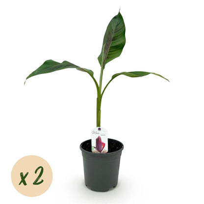 Bananenpflanze Musa sikkimensis Red Tiger – 2 Pflanzen – Winterhart – Obstpflanze – Ø17 cm, Höhe ca. 40 cm – Exotische Gartenbanane mit auffälligen rot-grünen Blättern 