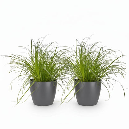 Green boutiQ - Zimmerpflanze - Cyperus alternifolius Zumula - Katzenpflanze - Haustierfreundliche Pflanze - Grün - 2 Pflanzen - mit Potter Grau - Topf 12cm - Höhe 20cm 