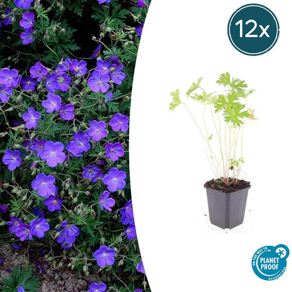 Storchschnabel Geranium 'Johnson's Blue' – ↕10-25cm – Ø9cm – 12 Pflanzen – Winterharte Staude & Bodendecker – Leuchtend blaue Blüten 