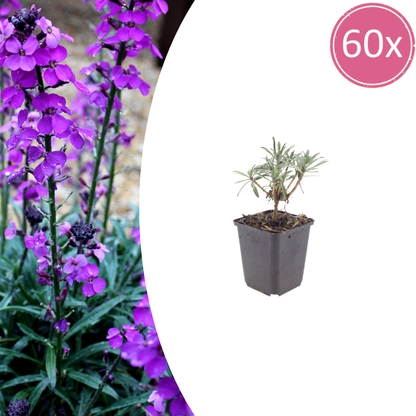 Erysimum Bowles Mauve – Goldlack Staude – 10-25cm – Ø9cm – Langblühende Gartenpflanze für Sonne – Ansicht 12