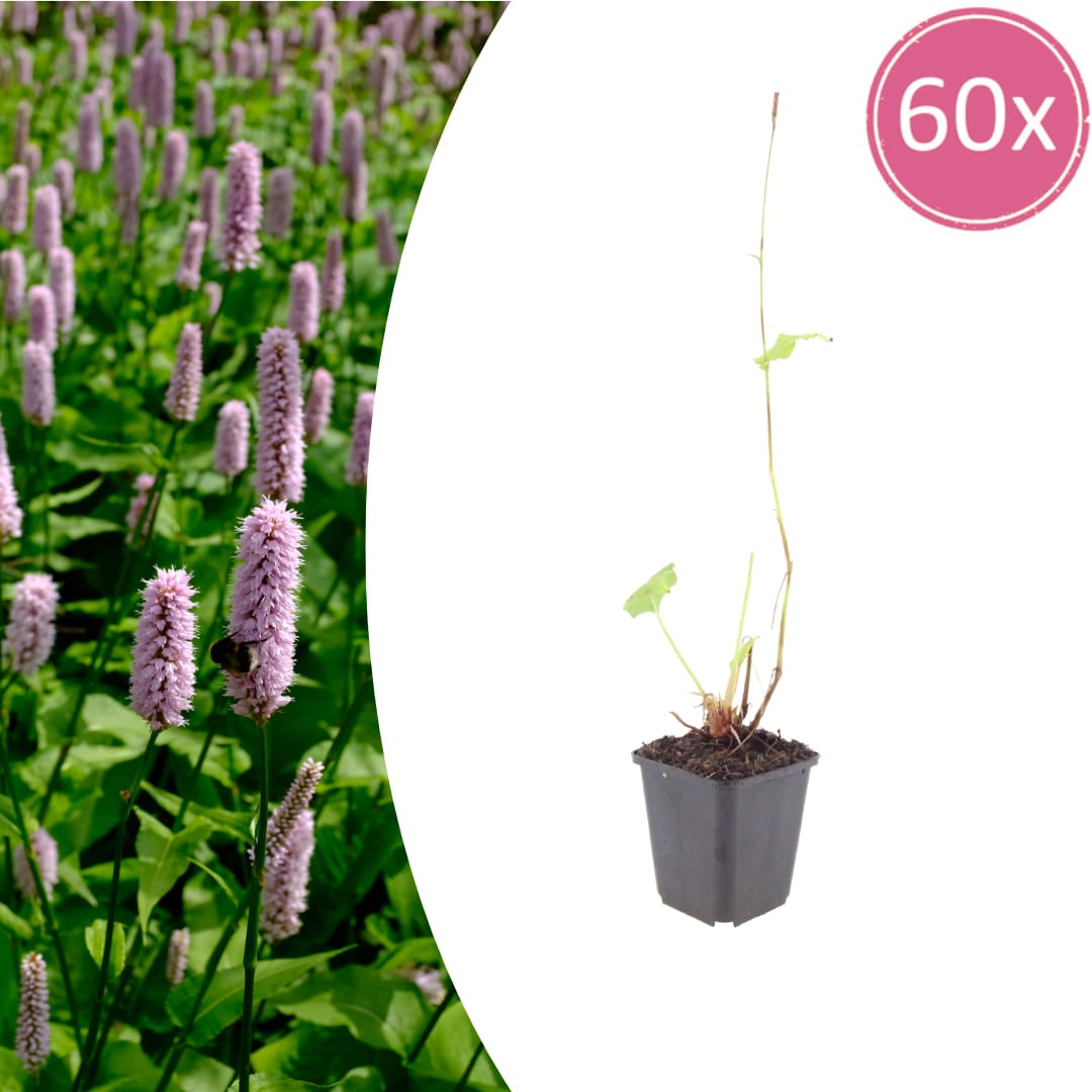 Persicaria affinis Superba – 60 Pflanzen – Ø9cm – Höhe 10-25cm – Winterharte Staude – Dunkelrote Blütenähren – Bienenfreundlich für Beet & Präriegarten - Oasis of Life