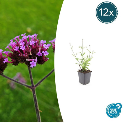 Hohes Eisenkraut Verbena bonariensis 'Lollipop' – ↕10-25cm – Ø9cm – 12 Pflanzen – Lilafarbene Blüten – Bienenfreundlich – Kompakte Staude – Sommerblüher 