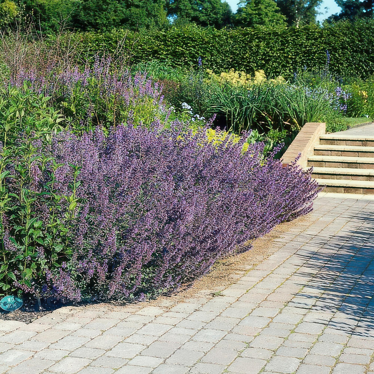 Katzenminze - Nepeta 'Six Hills Giant' - ↕10-25cm - Ø9cm - 6 Pflanzen – Lila-blühende Staude – Bienen & Schmetterlinge – Sonnig & Pflegeleicht 