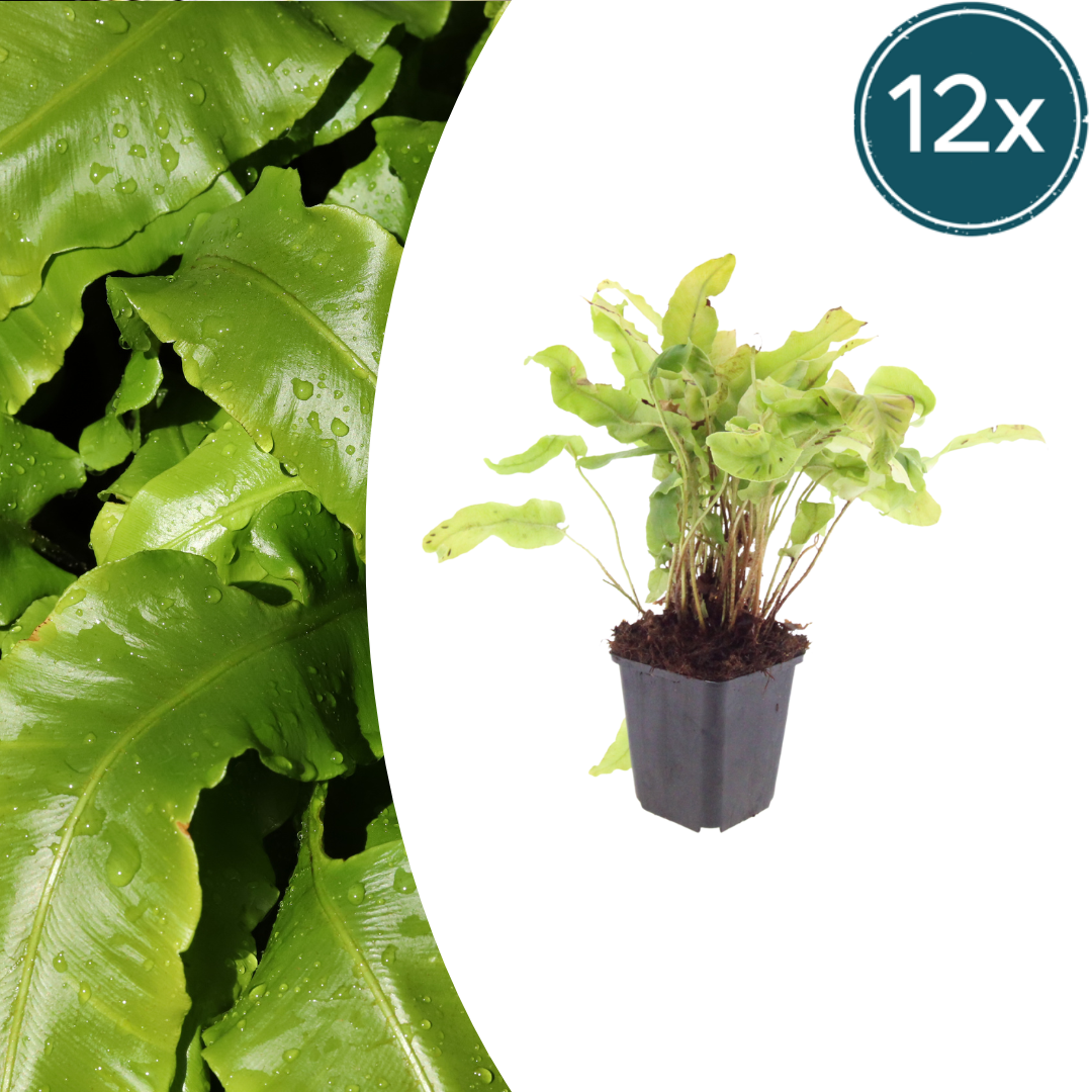 Hirschzungenfarn Asplenium scolopendrium – 12 Pflanzen – Immergrüner Farn für Schatten & Halbschatten – Strukturpflanze für Garten & Beet – 10-25cm – Ø9cm – Winterhart - Oasis of Life