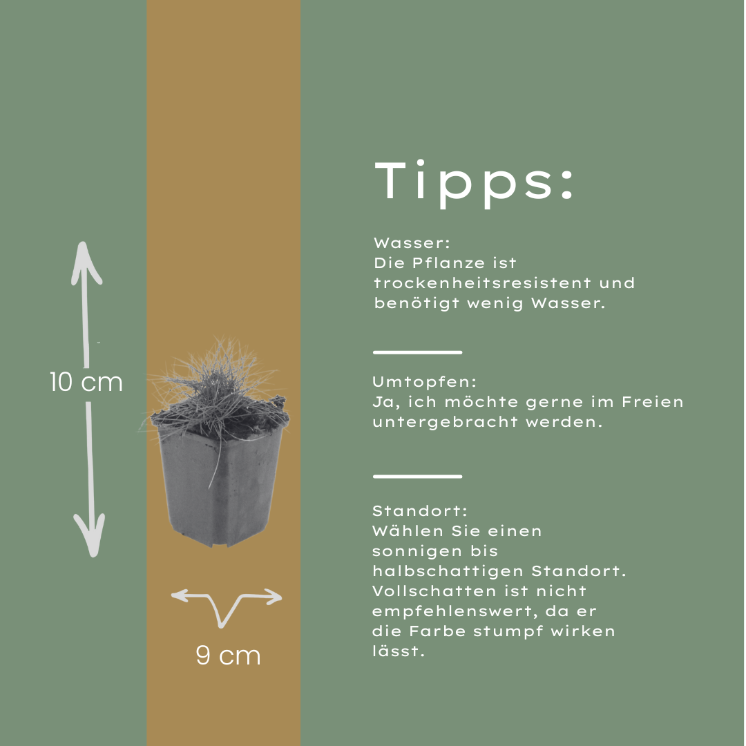 Festuca gautieri Zierschwingel Ø9cm 6 Stück