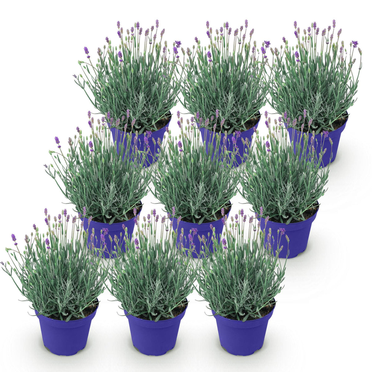 Green boutiQ - Gartenpflanze - Lavandula angustifolia Hidcote - Lavendel - Winterhart - Lila - 9 Pflanzen - Topf 12cm - Höhe 15-25cm 