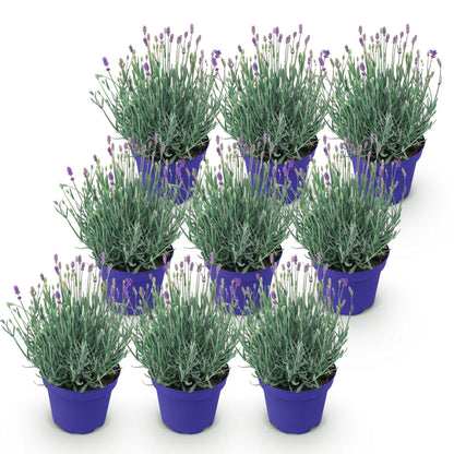 Green boutiQ - Gartenpflanze - Lavandula angustifolia Hidcote - Lavendel - Winterhart - Lila - 9 Pflanzen - Topf 12cm - Höhe 15-25cm 