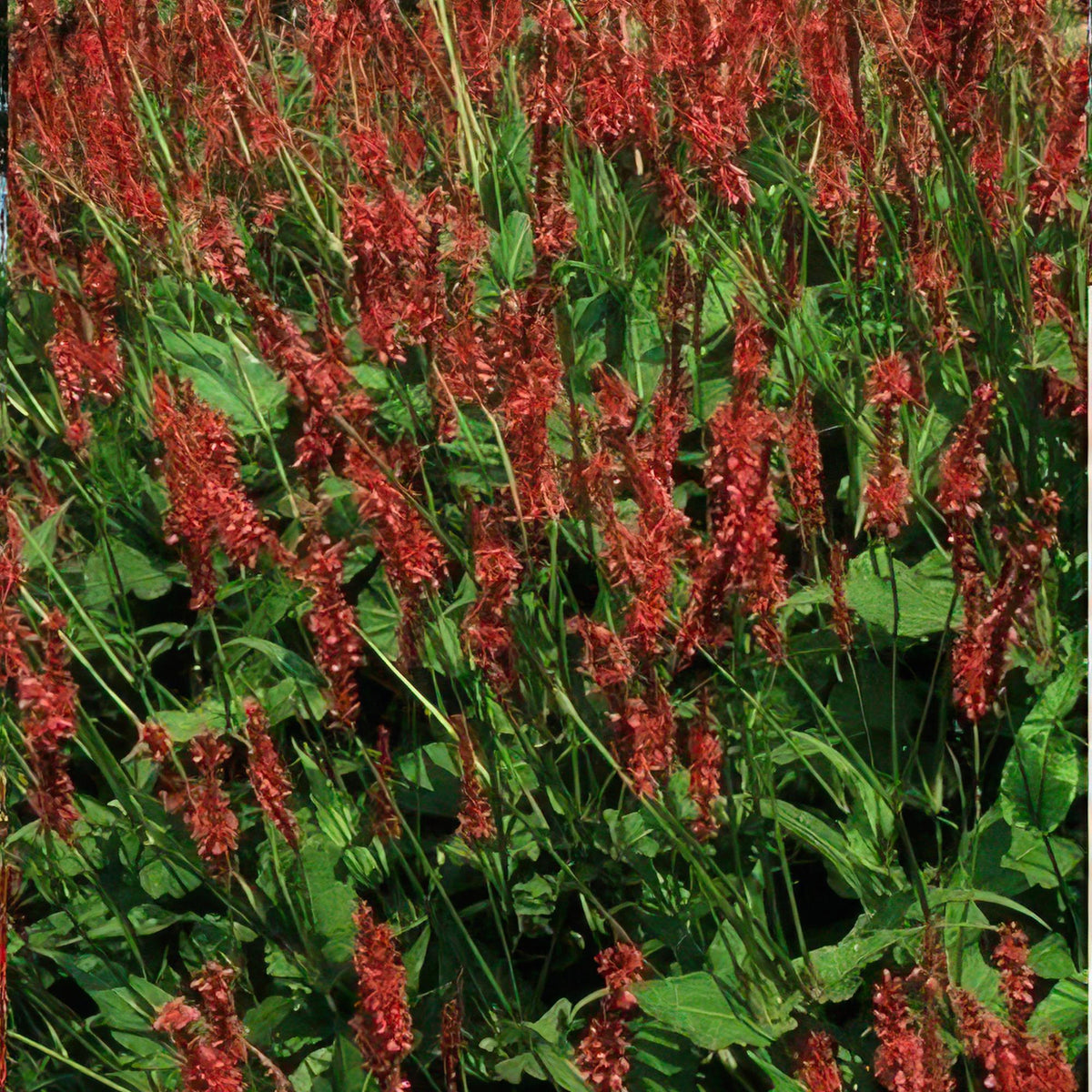 Kerzenknöterich Persicaria amplexicaulis – ↕10-25cm – Ø9cm – 6 Pflanzen – Robuste Staude für Garten & Beete – Rote Blüten 