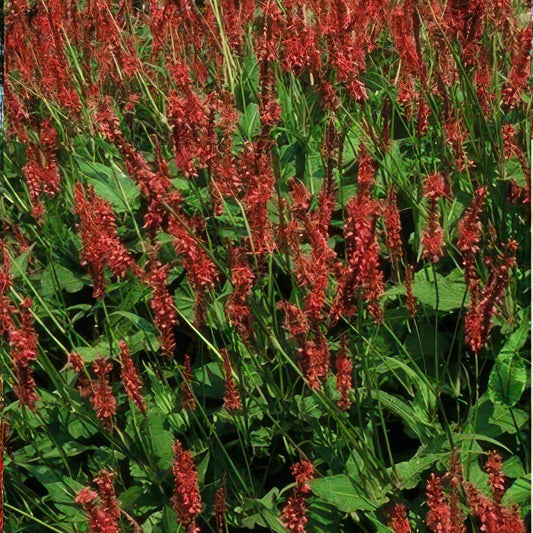 Kerzenknöterich Persicaria amplexicaulis – ↕10-25cm – Ø9cm – 6 Pflanzen – Robuste Staude für Garten & Beete – Rote Blüten 