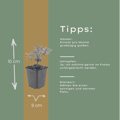Erysimum Bowles Mauve – Goldlack Staude – 10-25cm – Ø9cm – Langblühende Gartenpflanze für Sonne – Ansicht 5