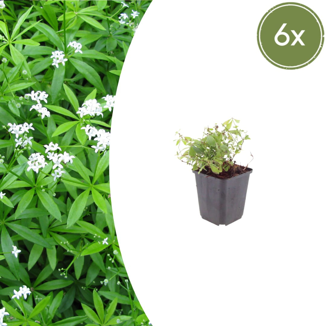 Galium odoratum Waldmeister Ø9cm 6 Stück