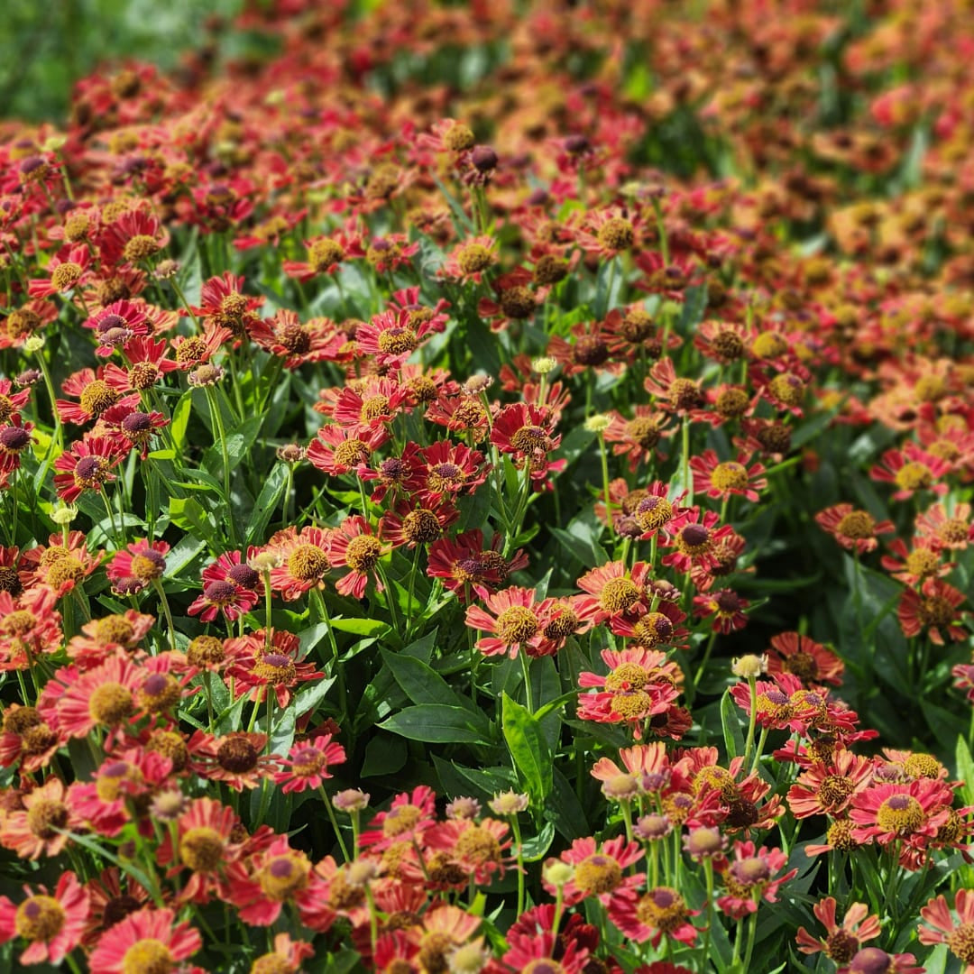 Helenium Moerheim Beauty Sommerstaude für Beet & Präriegarten Ø9cm 6 Stück