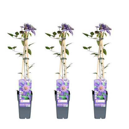 Waldrebe - Clematis Multi Blau - ↨65cm - Ø15cm - 3 Stück 