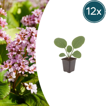 Schusterblume Bergenia cordifolia – 12 Pflanzen – 10-25cm – Ø9cm – Immergrüne Staude mit rosa Blüten – Winterharte Gartenpflanze für Beet, Schatten & Bodendecker - Oasis of Life